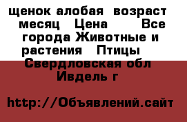 щенок алобая .возраст 1 месяц › Цена ­ 7 - Все города Животные и растения » Птицы   . Свердловская обл.,Ивдель г.